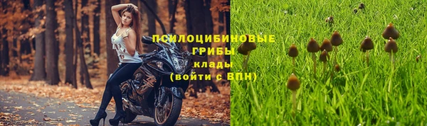 прущие грибы Абдулино
